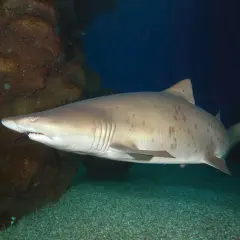Un tiburón zorro es peligroso, con su cuerpo moteado y aletas oscuras, nada cerca de rocas submarinas.