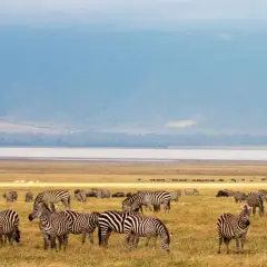 Manada de cebras y ñus pastando en la sabana tanzana. Averigua cuanto cuesta un safari en Tanzania para vivir esta escena.