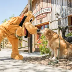 Pluto saluda a un perro real en el Davy Crockett Ranch.