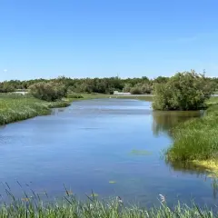 Un canal de agua serena fluye a través de los **aiguamolls de l'Empordà**, rodeado de exuberante vegetación verde y árboles frondosos bajo un cielo azul despejado.