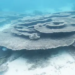Bajo el agua turquesa, corales en forma de plato y un pez azul nadan. Merece la pena viajar a Isla Mauricio para ver esta maravilla.