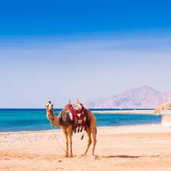 Camello en la playa, ideal para la mejor época para viajar a Egipto. El mar turquesa y las montañas de fondo crean un paisaje perfecto.