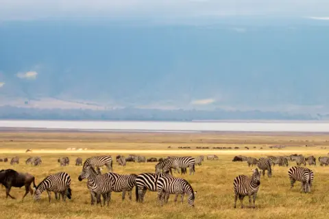 Manada de cebras y ñus pastando en la sabana tanzana. Averigua cuanto cuesta un safari en Tanzania para vivir esta escena.