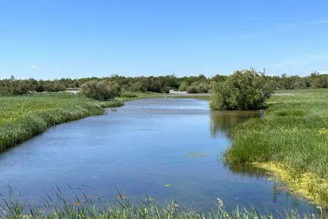 Un canal de agua serena fluye a través de los **aiguamolls de l'Empordà**, rodeado de exuberante vegetación verde y árboles frondosos bajo un cielo azul despejado.