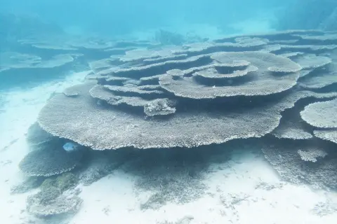 Bajo el agua turquesa, corales en forma de plato y un pez azul nadan. Merece la pena viajar a Isla Mauricio para ver esta maravilla.