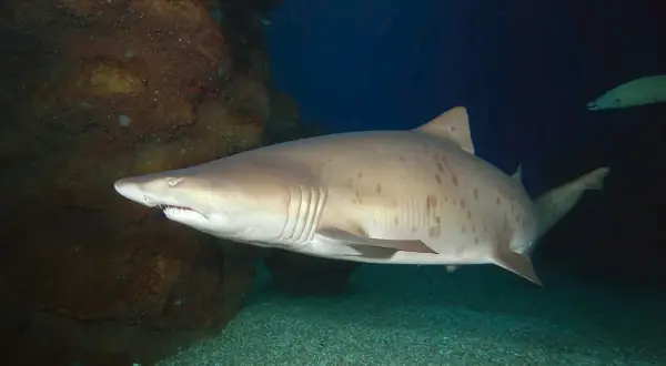 Un tiburón zorro es peligroso, con su cuerpo moteado y aletas oscuras, nada cerca de rocas submarinas.
