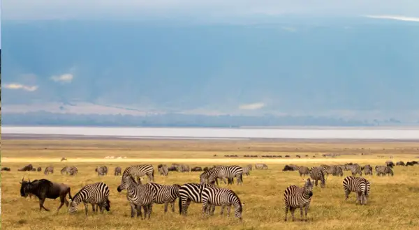 Manada de cebras y ñus pastando en la sabana tanzana. Averigua cuanto cuesta un safari en Tanzania para vivir esta escena.