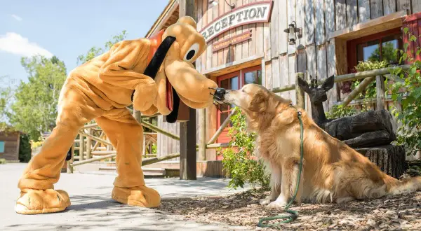 Pluto saluda a un perro real en el Davy Crockett Ranch.
