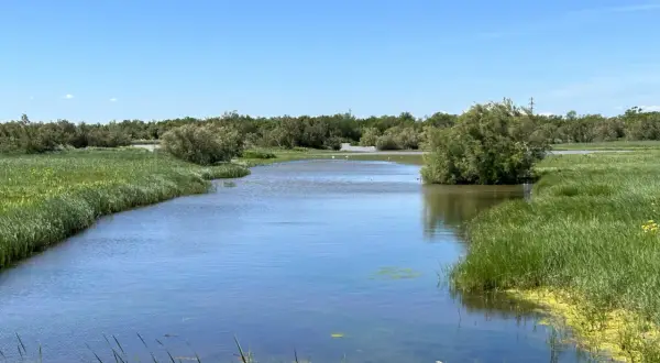 Un canal de agua serena fluye a través de los **aiguamolls de l'Empordà**, rodeado de exuberante vegetación verde y árboles frondosos bajo un cielo azul despejado.