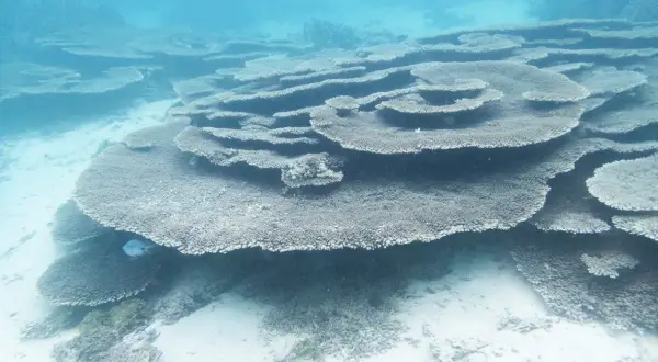 Bajo el agua turquesa, corales en forma de plato y un pez azul nadan. Merece la pena viajar a Isla Mauricio para ver esta maravilla.