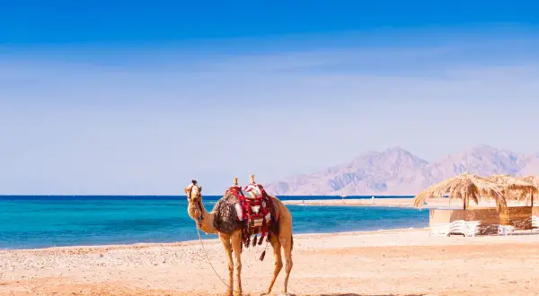 Camello en la playa, ideal para la mejor época para viajar a Egipto. El mar turquesa y las montañas de fondo crean un paisaje perfecto.
