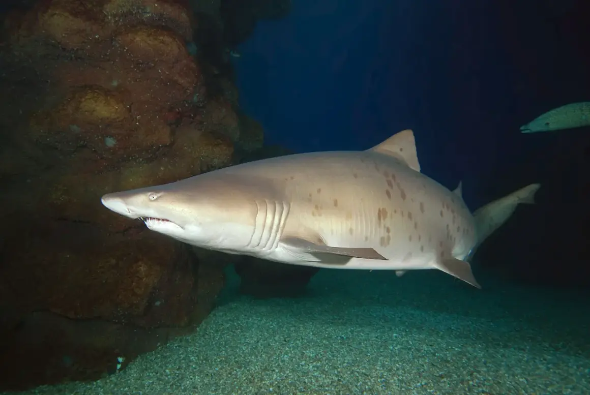 Un tiburón zorro es peligroso, con su cuerpo moteado y aletas oscuras, nada cerca de rocas submarinas.