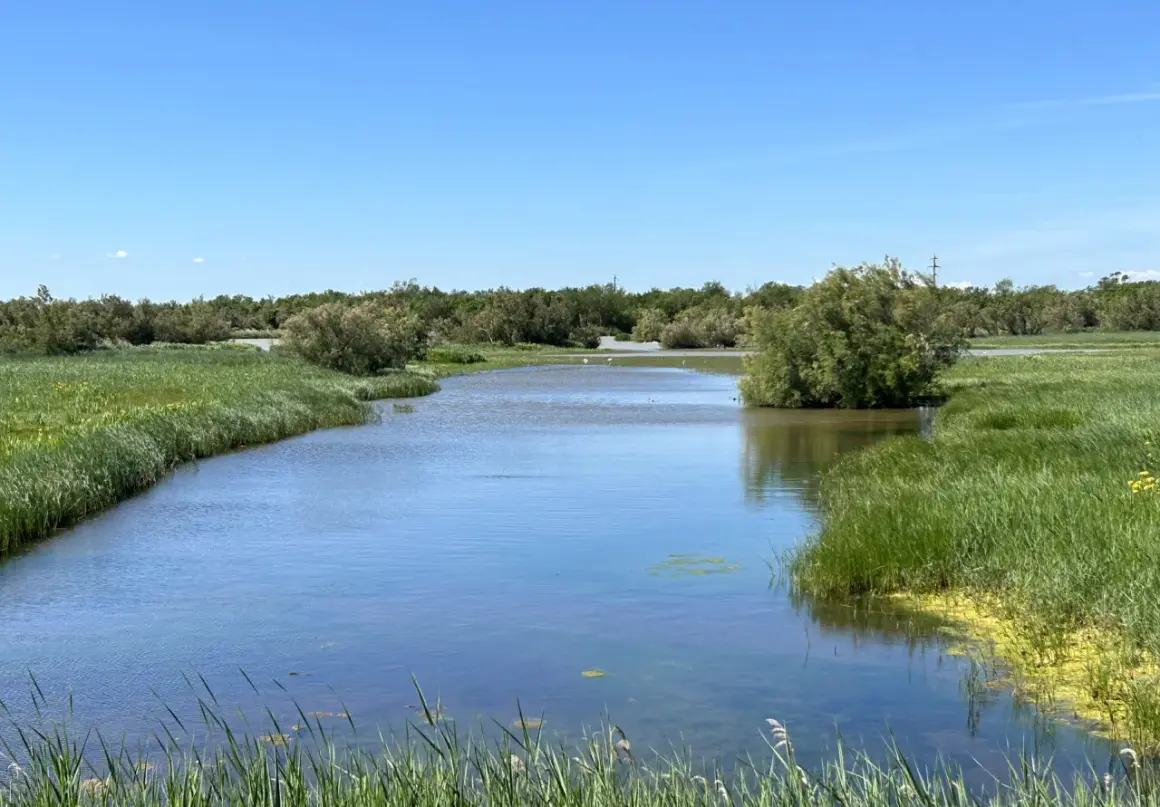 Un canal de agua serena fluye a través de los **aiguamolls de l'Empordà**, rodeado de exuberante vegetación verde y árboles frondosos bajo un cielo azul despejado.