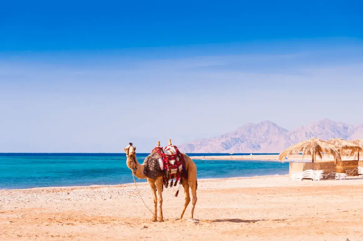 Camello en la playa, ideal para la mejor época para viajar a Egipto. El mar turquesa y las montañas de fondo crean un paisaje perfecto.