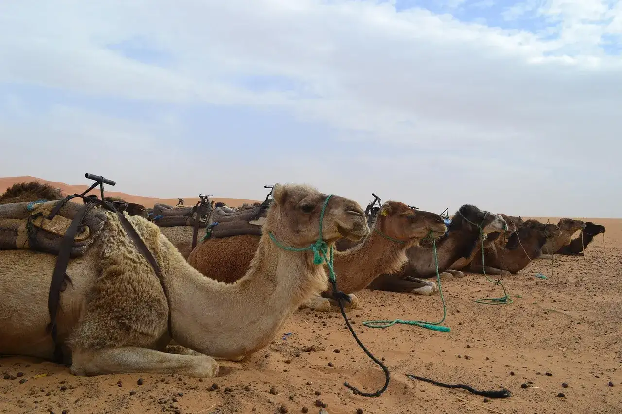 Camellos listos para un paseo por el desierto. ¡Excelentes consejos para viajar a Marruecos!