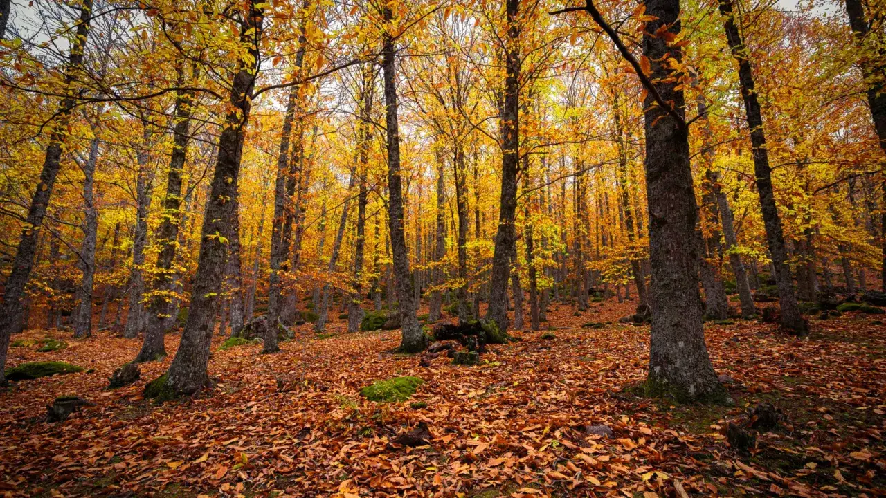 Bosque otoñal con árboles de hojas doradas y marrones cubriendo el suelo. Un escenario perfecto para unas vacaciones de otoño.