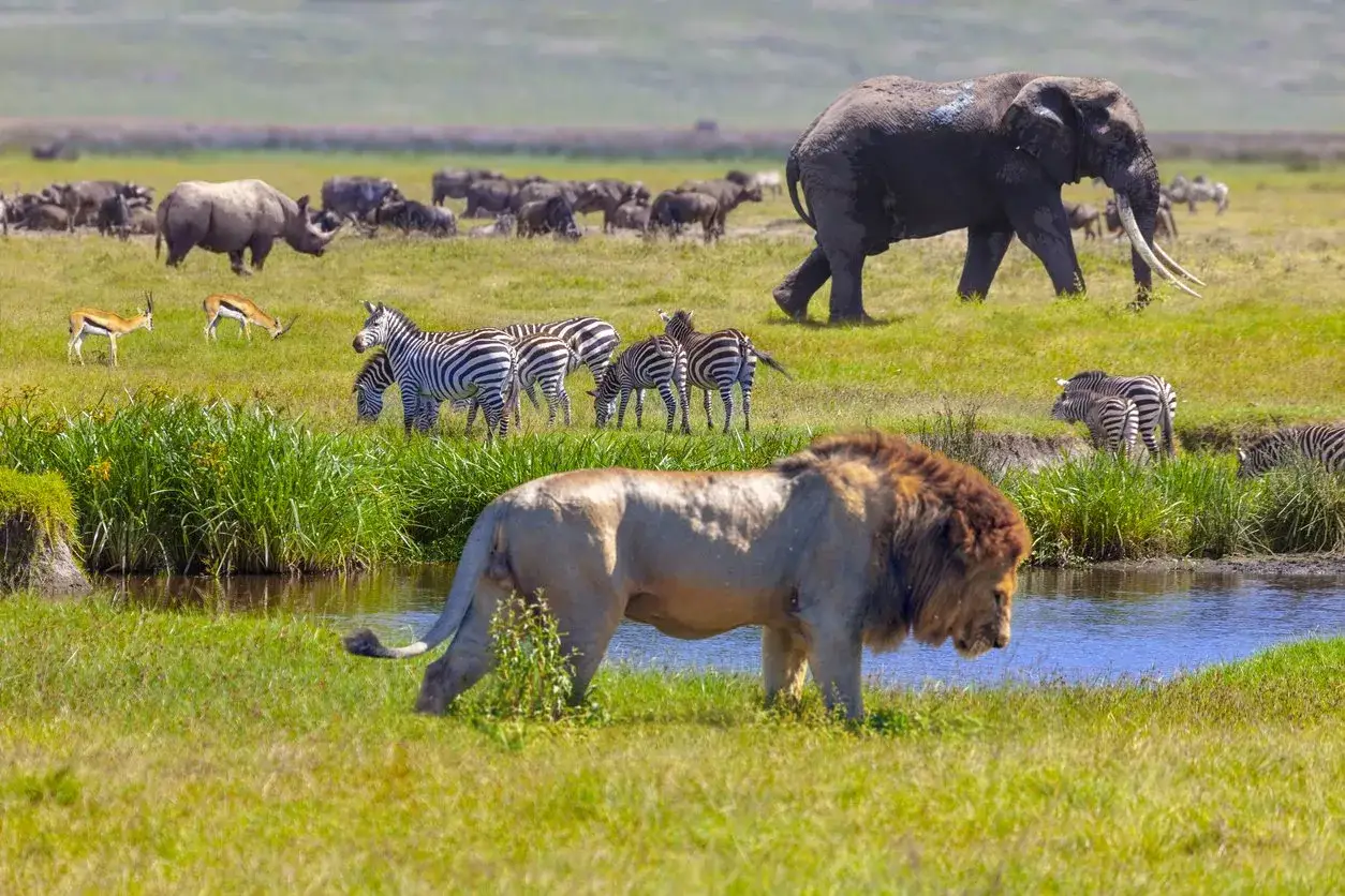 Le&oacute;n cerca del agua, cebras pastando y un elefante al fondo en Tanzania en agosto.