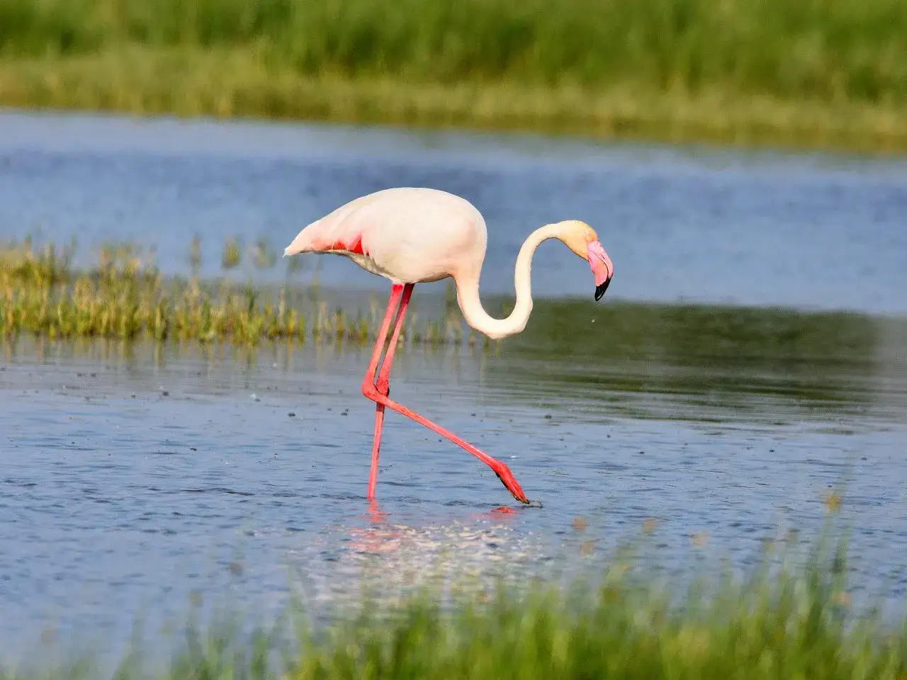 Flamenco rosa en las aguas de los Aiguamolls de l'Empordà, buscando alimento.
