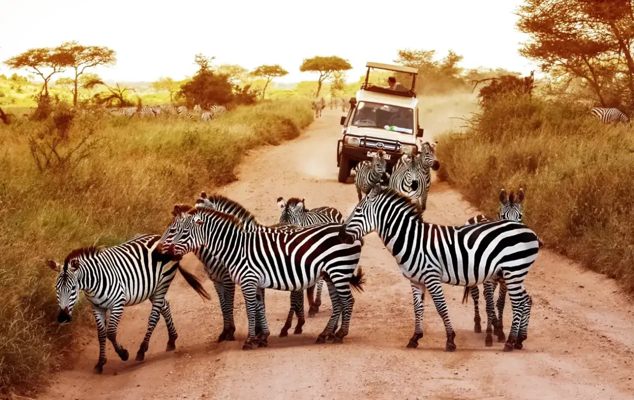 Un grupo de cebras cruza un camino polvoriento en Tanzania, cerca de un vehículo de safari. Averigua cuanto cuesta un safari en Tanzania para vivir esta experiencia.