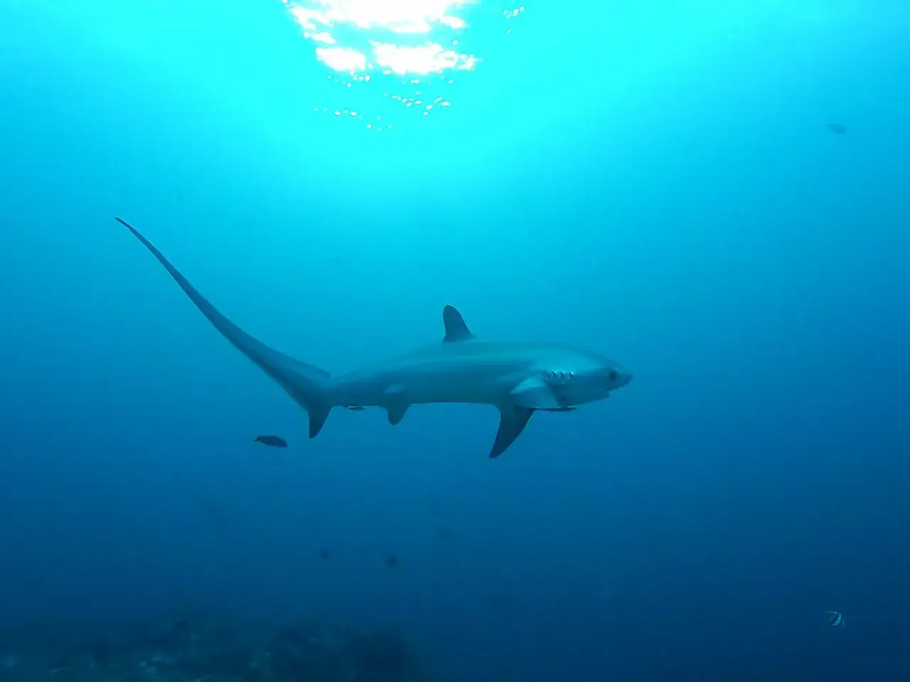 Un tiburón zorro, con su larga cola, nada en aguas azules. Aunque hermoso, este tiburón zorro es peligroso.