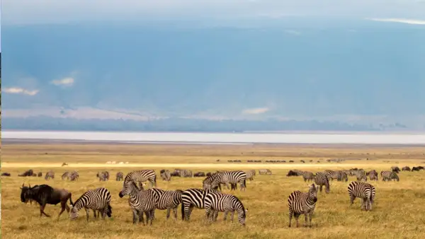 Manada de cebras y ñus pastando en la sabana tanzana. Averigua cuanto cuesta un safari en Tanzania para vivir esta escena.