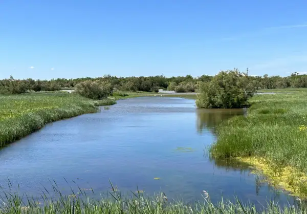 Un canal de agua serena fluye a través de los **aiguamolls de l'Empordà**, rodeado de exuberante vegetación verde y árboles frondosos bajo un cielo azul despejado.
